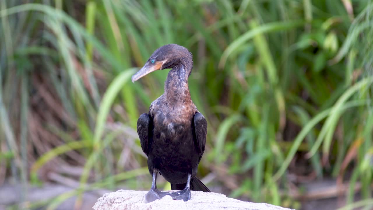 un cormorán neotrópico negro descansando sobre una roca mientras arregla sus plumas con su pico rodeado de naturaleza