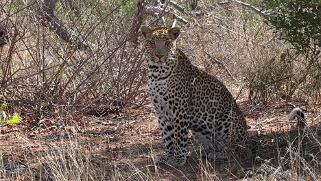 un leopardo macho mira a la cámara y luego se aleja mientras está sentado en medio de la sabana arbolada de sabana en áfrica