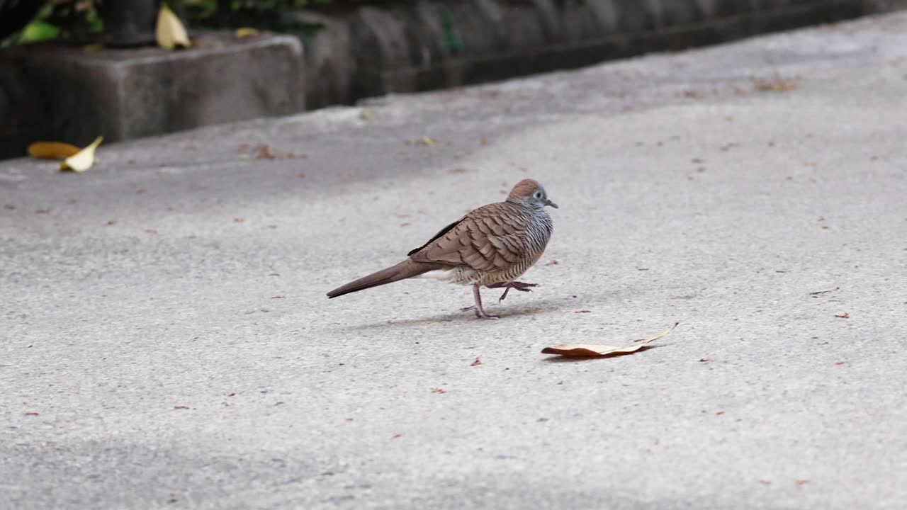 la paloma cebra camina y pica en el suelo de hormigón