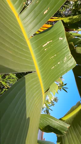 close-up of tropical banana leaves