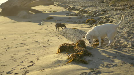 Golden-hour-sunset-walk-on-a-beach-in-Santa-Barbara,-California-with-a-small-cute-brown-dog-and-a-large-white-Labrador-exploring-the-sand-and-ocean