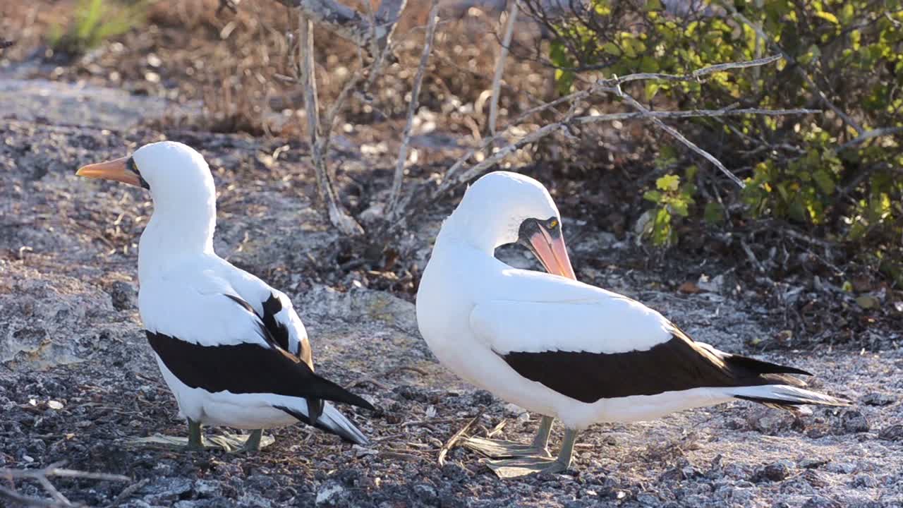 갈라파고스 국립공원 에콰도르의 에스파뇰라에 있는 푼타 수아레즈에서 서로를 손질하는 한 쌍의 나스카 부비