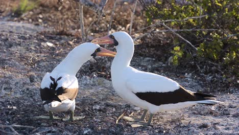 Par-De-Un-Piquero-De-Nazca-Acicalarse-Mutuamente-En-Punta-Suárez-En-Espanola-En-El-Parque-Nacional-Galápagos-Ecuador