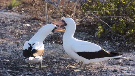 par de piqueros de nazca acicalándose mutuamente en punta suárez en espanola en el parque nacional galápagos ecuador