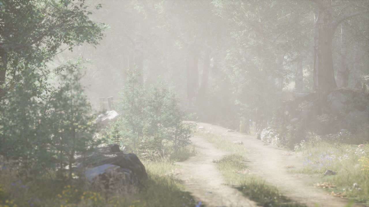 안개 가 가득 한 여름 아침 에  ⁇ 나무 들 에 들어오는  ⁇ 빛