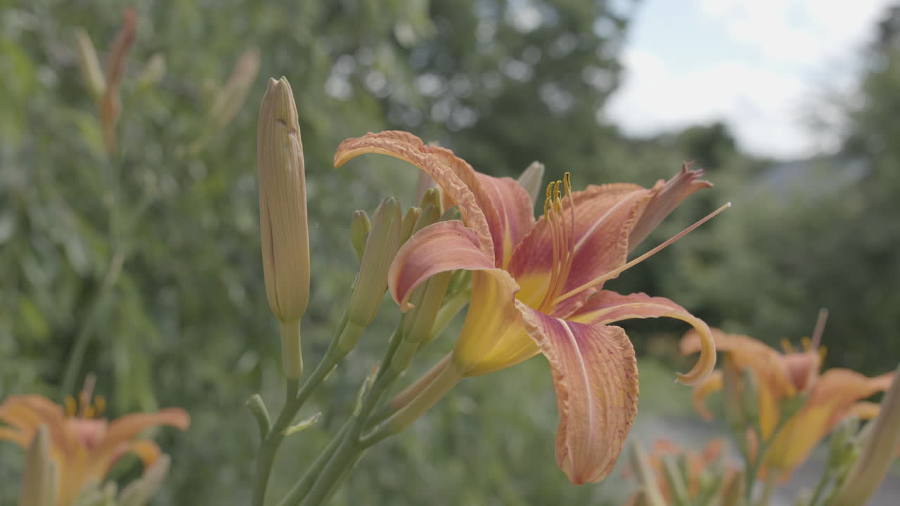 flor de lirio de tigre de jardín y capullos de flores meciéndose en una brisa ligera a cámara lenta