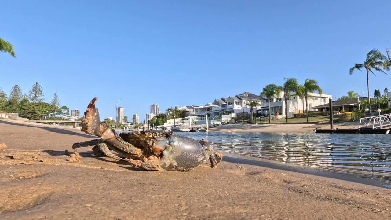 진 크래브는 해변을 따라 뛰어다니며 주변을 탐험합니다.