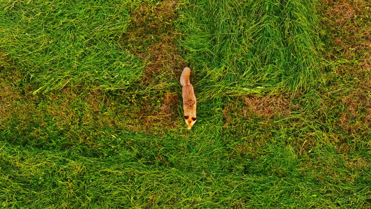 Drone captures fox in motion from above, symbol of quiet wit, Latvia countryside