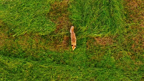 drone captures fox in motion from above, symbol of quiet wit, latvia countryside