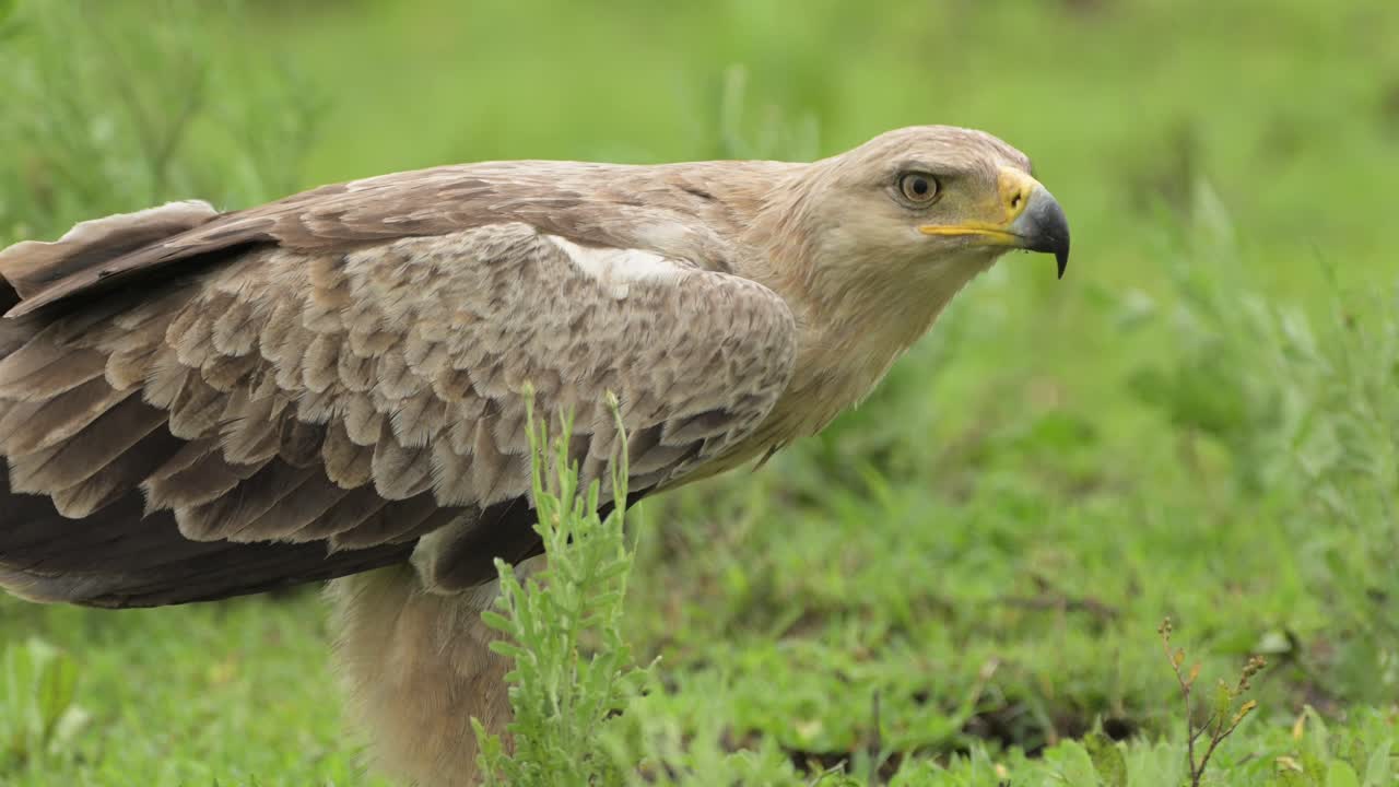 Steppe Eagle in its natural habitat