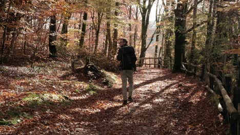 man walking through a forest surrounded by fall colours with the light piercing through the tree leaves during autumn season