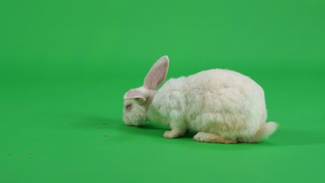 white rabbit on green screen