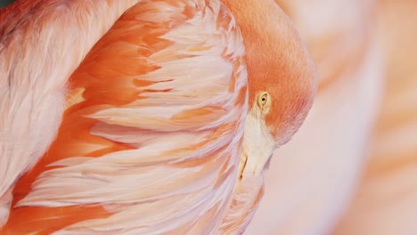 vertical closeup of american flamingo’s feathers as it turns head away