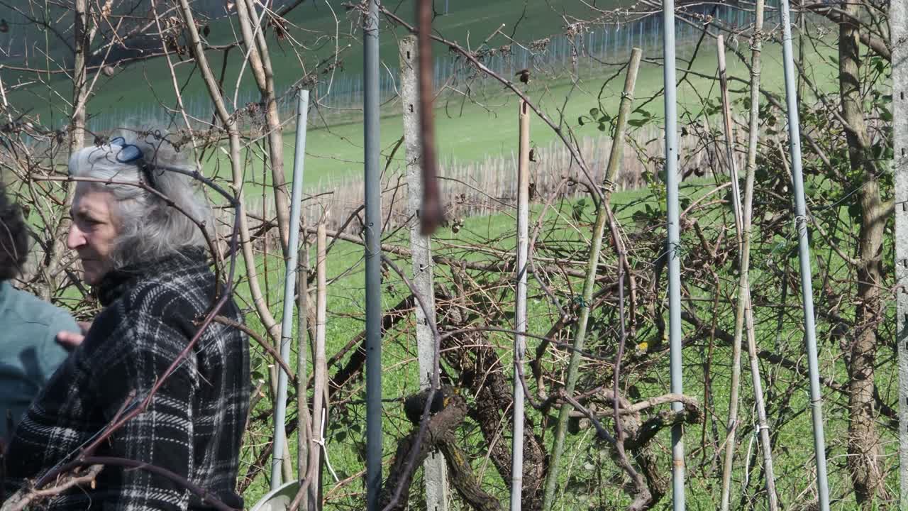 Two resilient women farmers prune grapevines uphill in a lush organic vineyard near Castell’Arquato, trimming branches during late winter with care and strength, captured in slow motion