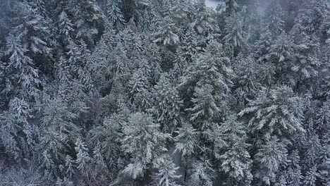 Aerial-slide-past-Snow-gently-falling-on-the-tops-of-evergreen-trees-SLOW-MOTION