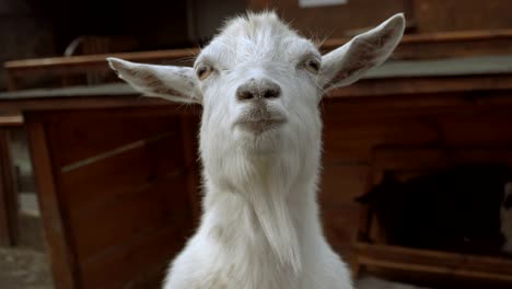 goat. a white goat lies on the hay