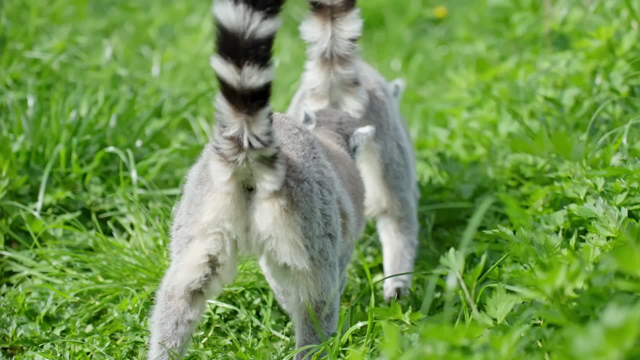 Two Ring-tailed lemurs (Lemur catta) walk through a lush green grass habitat, tails upright in classic alert posture, with a dynamic rear-facing angle showing movement and natural behavior