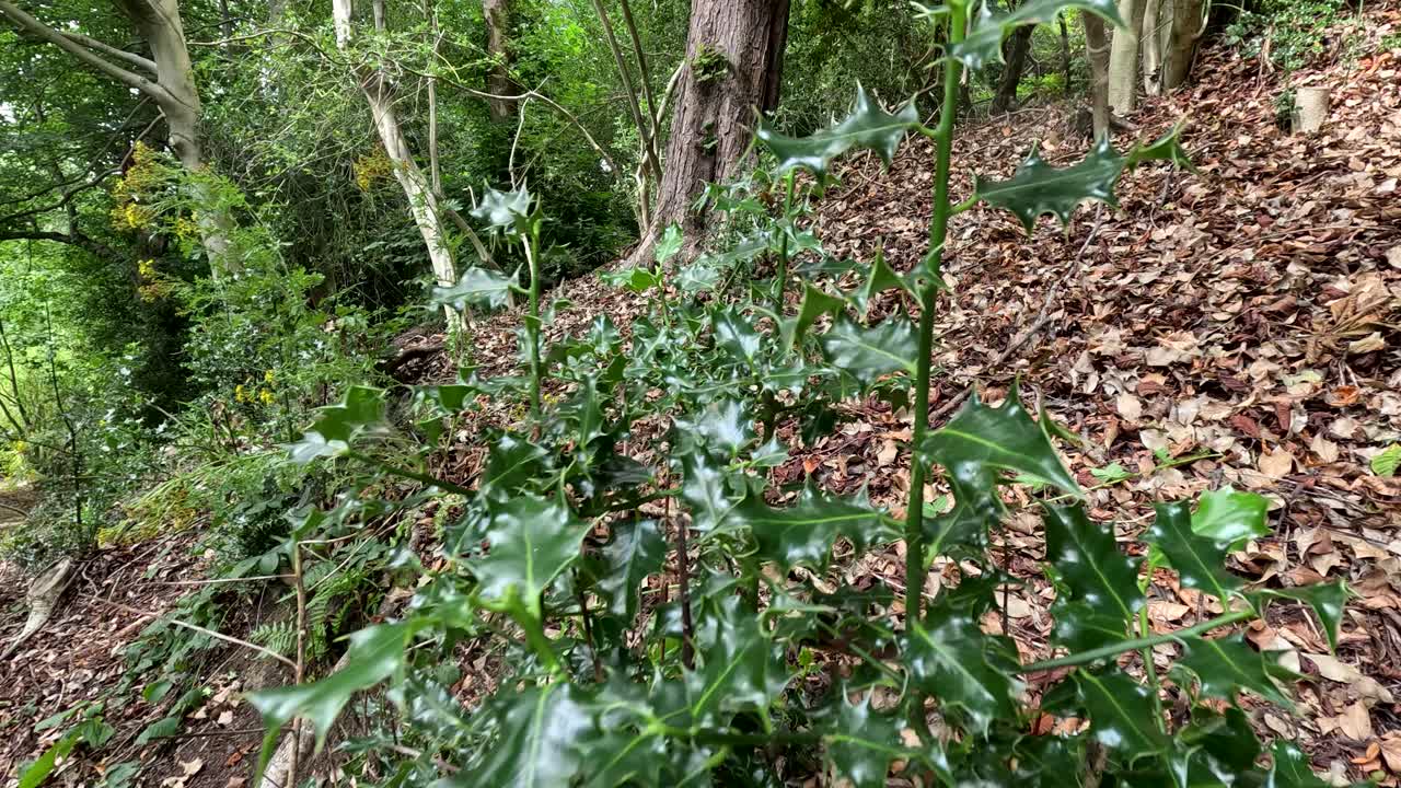 A ground-level camera slowly pans across a holly bush on a forest floor, highlighting glossy leaves and natural woodland textures in soft daylight