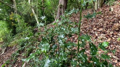 a ground-level camera slowly pans across a holly bush on a forest floor, highlighting glossy leaves and natural woodland textures in soft daylight