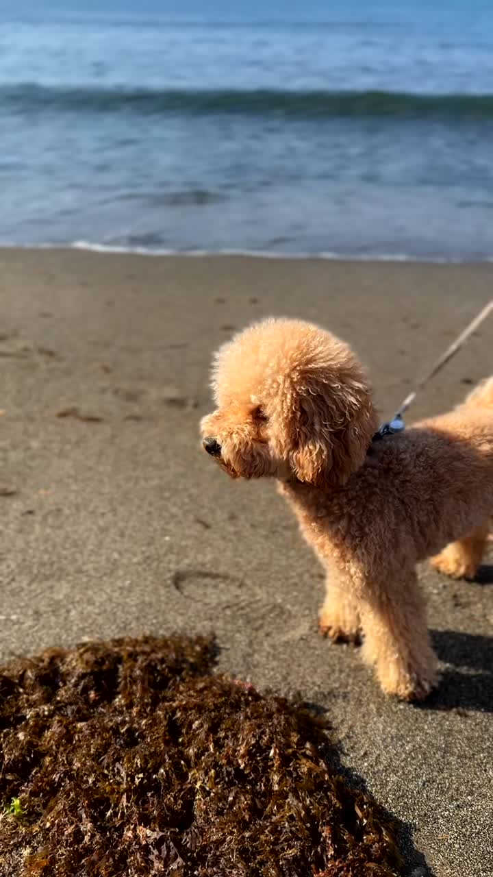 adorable caniche en la playa