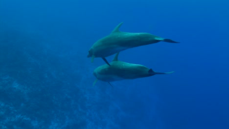 close shot of bottlenose dolphins, tursiops truncatus approach from the blue in clear blue water of the south pacific ocean posing in front of the camera