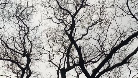 looking up at bare tree branches