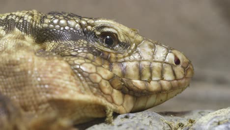 vista de cerca del lagarto de cuello