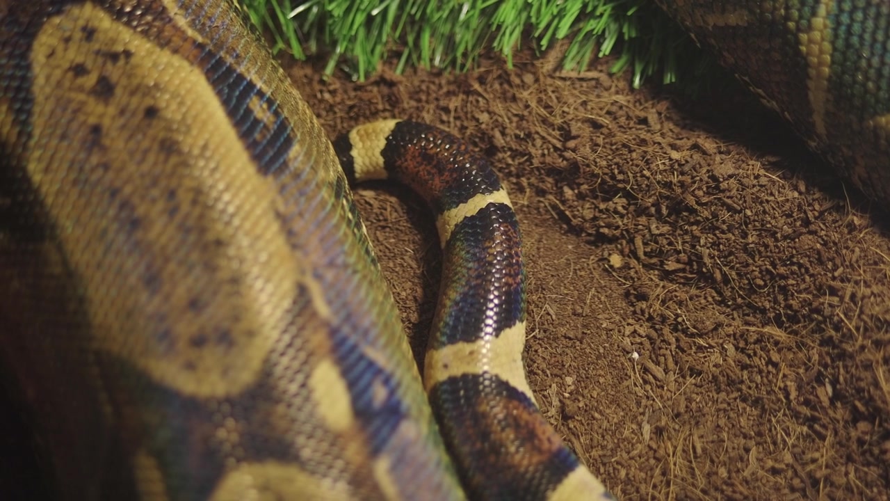 Nahaufnahme einer Boa Constrictor, die sich auf Erde bewegt