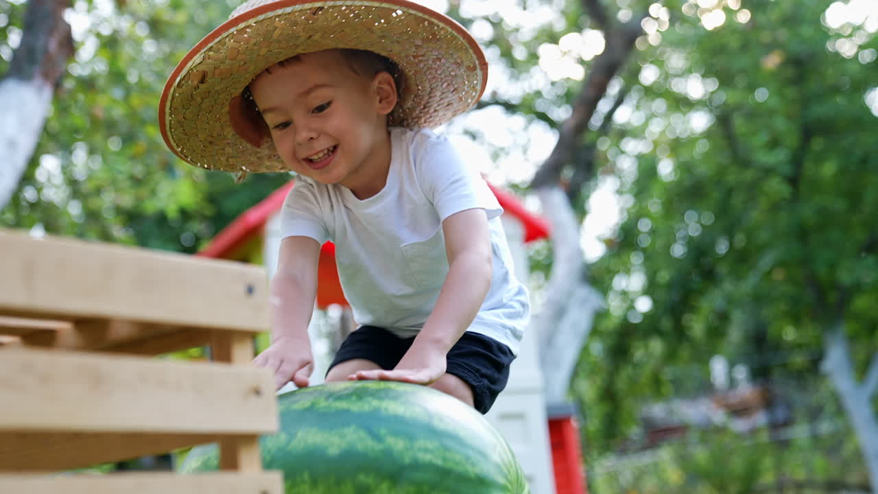 Lovely smiling baby boy in dad's straw hat rolling a big water-melon by the grass. Happy toddler stops at the wooden crate. Low angle view.