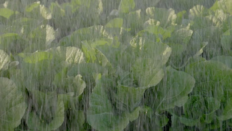 180 fps - crops being watered - close shot