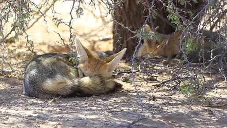 two fennec foxes sleep in shade of thorny acacia tree in the kalahari