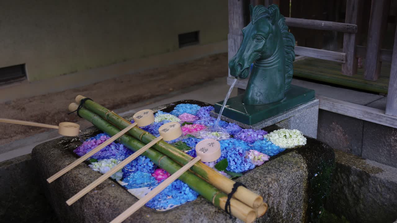 Japanese Hydrangea, Ajisai, in Temple during early Summer in Japan