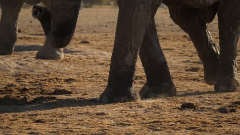 elephant legs walking towards puddle