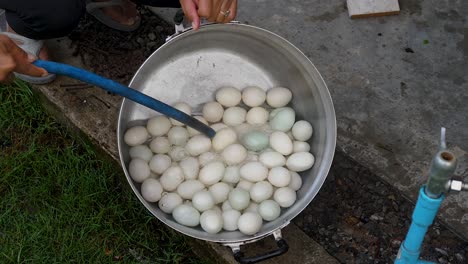 motion shot person washing outdoors big pan full of duck eggs with water hose