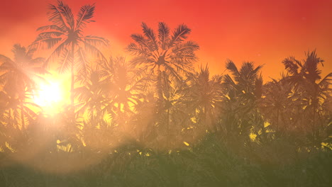 panoramic view of tropical landscape with palm trees and sunset 17