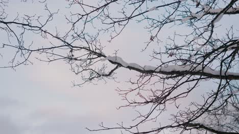 Snowy-Tree-Tops-and-Branches-in-a-Winter-Afternoon,-Borås-Sweden---Handheld-Medium-Shot