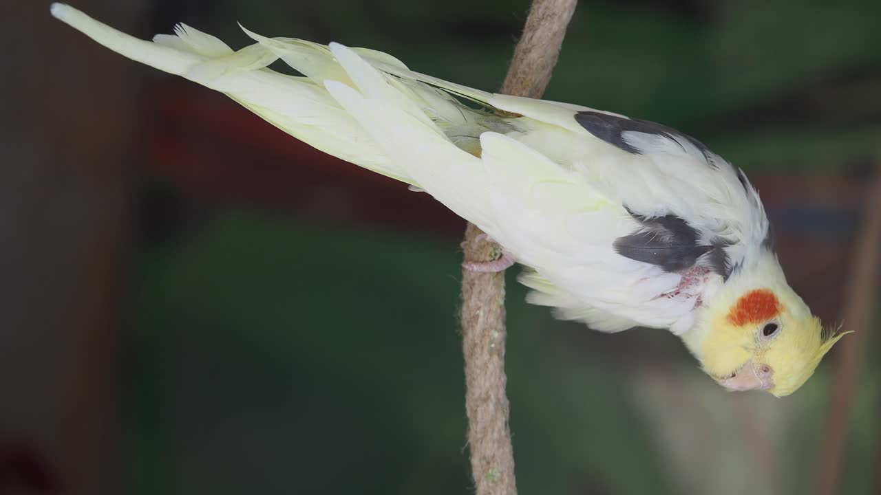 A cockatiel perched on a rope