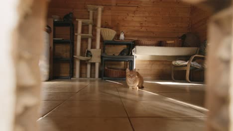 imágenes en cámara lenta de un gato naranja sentado en una habitación y la cámara se mueve fuera de la puerta del gato cuando otro gato entra en la habitación