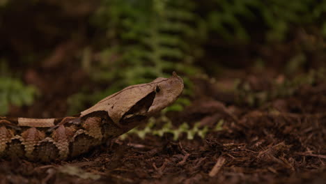 Gaboon-viper-snake-sticks-out-tongue-in-natural-environment---side-profile