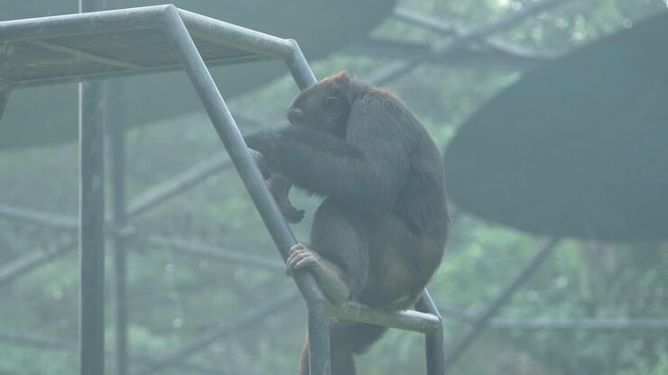 The Gorrila in the zoo