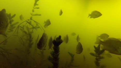 school of fish swimming through seaweed in the ocean - underwater shot
