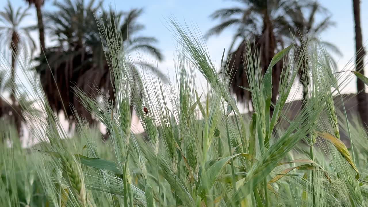 green grass and palm tree background dates palm grove in desert village rural countryside wheat field in spring season summer agriculture harvest season nayband middle east Iran nature landscape