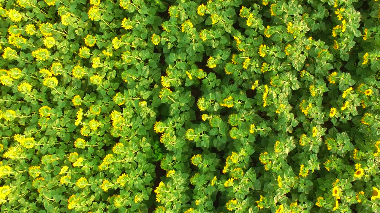 летящие из цветущих подсолнечников