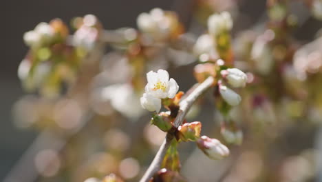 Makro-Nahaufnahme-Einer-Blühenden-Kirschblüte