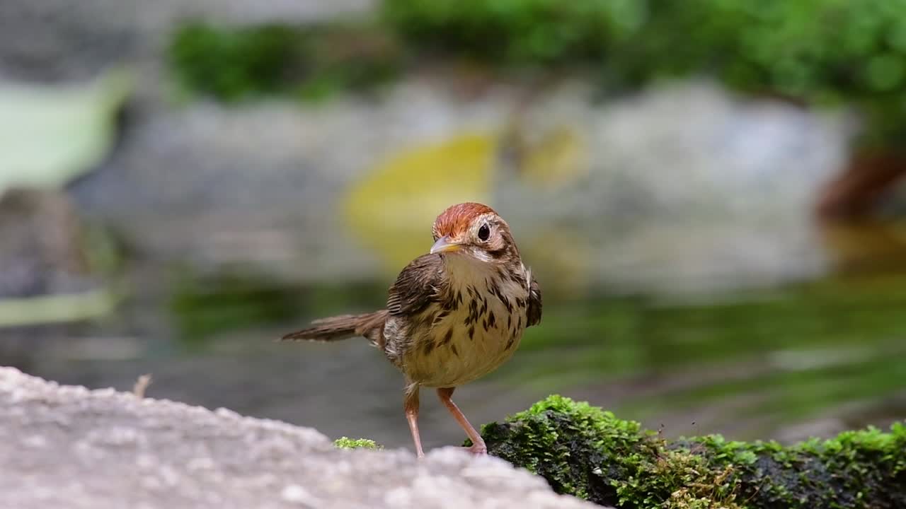 пухлый горластый баббер, ухаживающий за собой после купания в лесу в жаркий день, pellorneum ruficeps, в замедленной съемке
