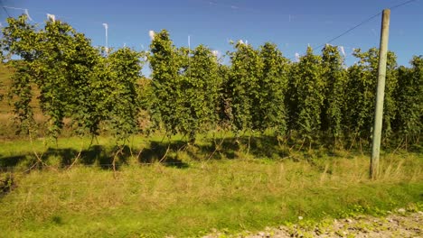 Hop-vines-in-hop-farm-are-ripe-and-ready-to-be-harvested---aerial-pan-shot