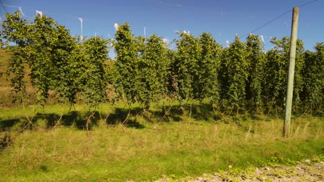 hop vines in hop farm are ripe and ready to be harvested - aerial pan shot