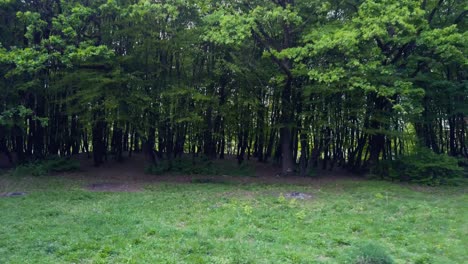 Un-Claro-En-El-Bosque-Y-árboles-Con-Hierba-En-Los-Bosques