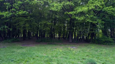 un claro en el bosque y árboles con hierba en los bosques