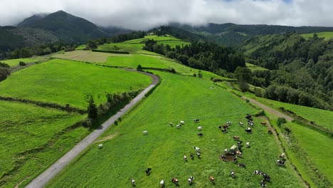 aviones no tripulados vuelan sobre el ganado que pasta en las montañas de pastos verdes, sao miguel, azores